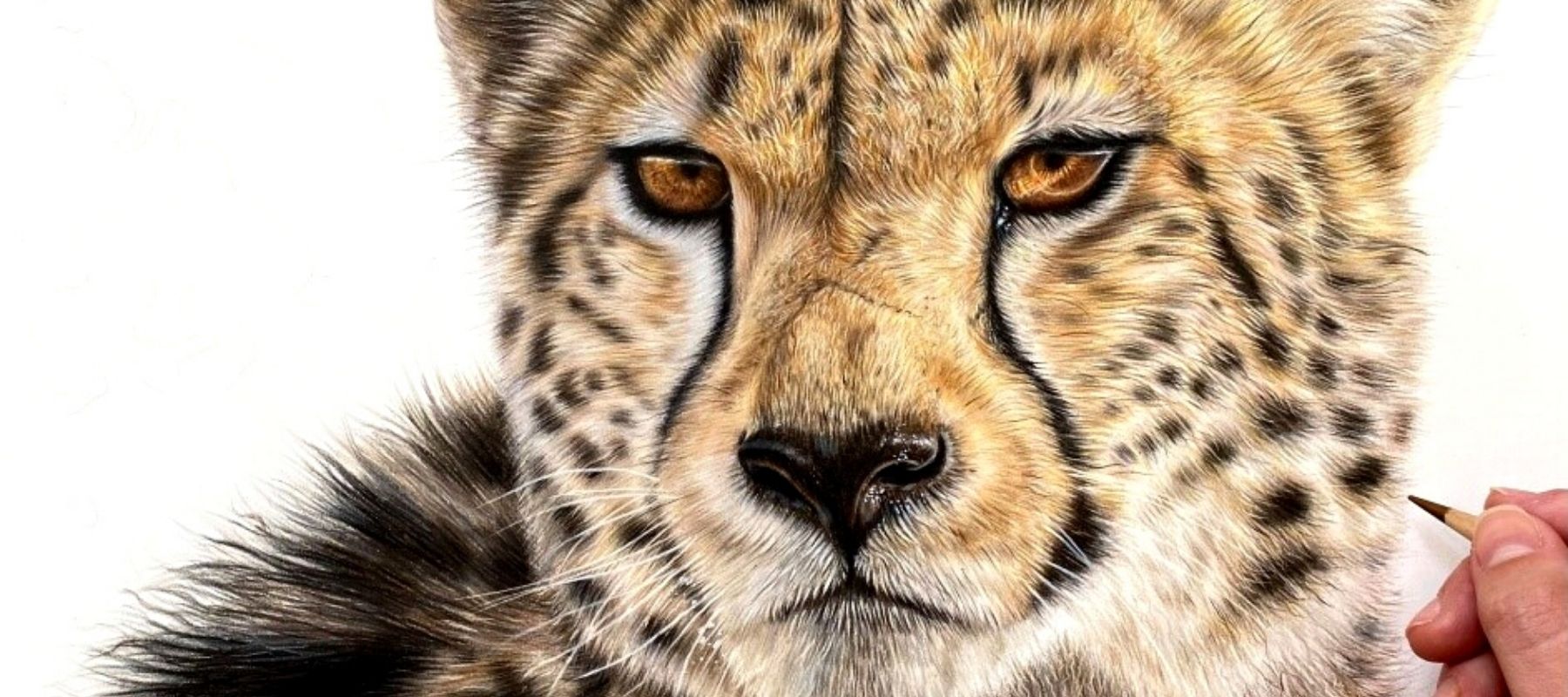Cheetah coloured pencil drawing by Becca Barron