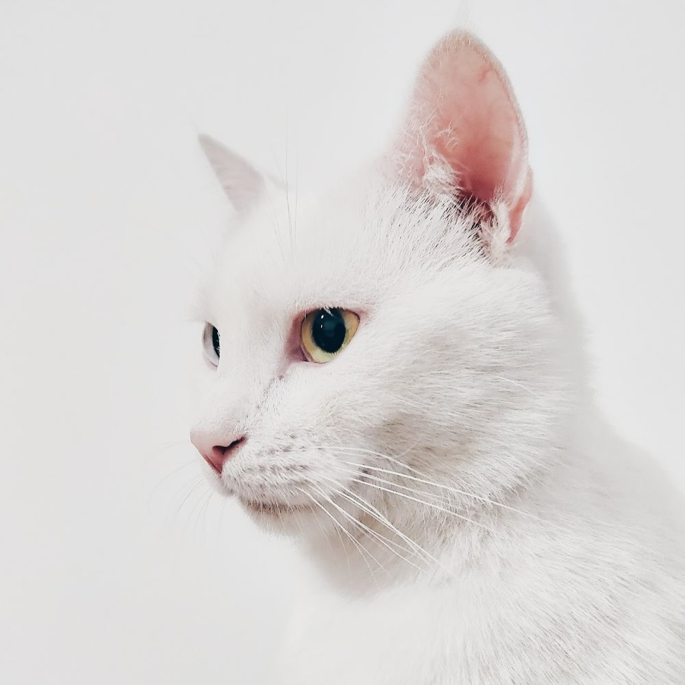 a white cat with white whiskers and yellow eyes portrait